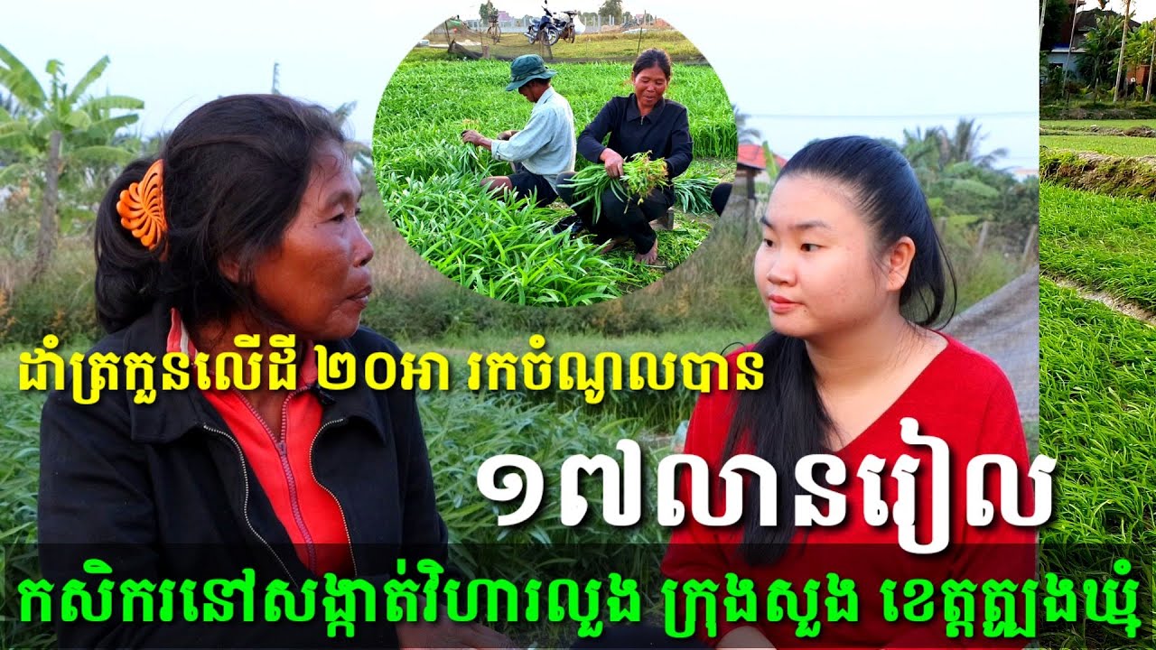 ដាំត្រកួនលើដី ២០A អាចរកចំណូលបាន ១៧លានរៀល ក្នុង១រដូវ