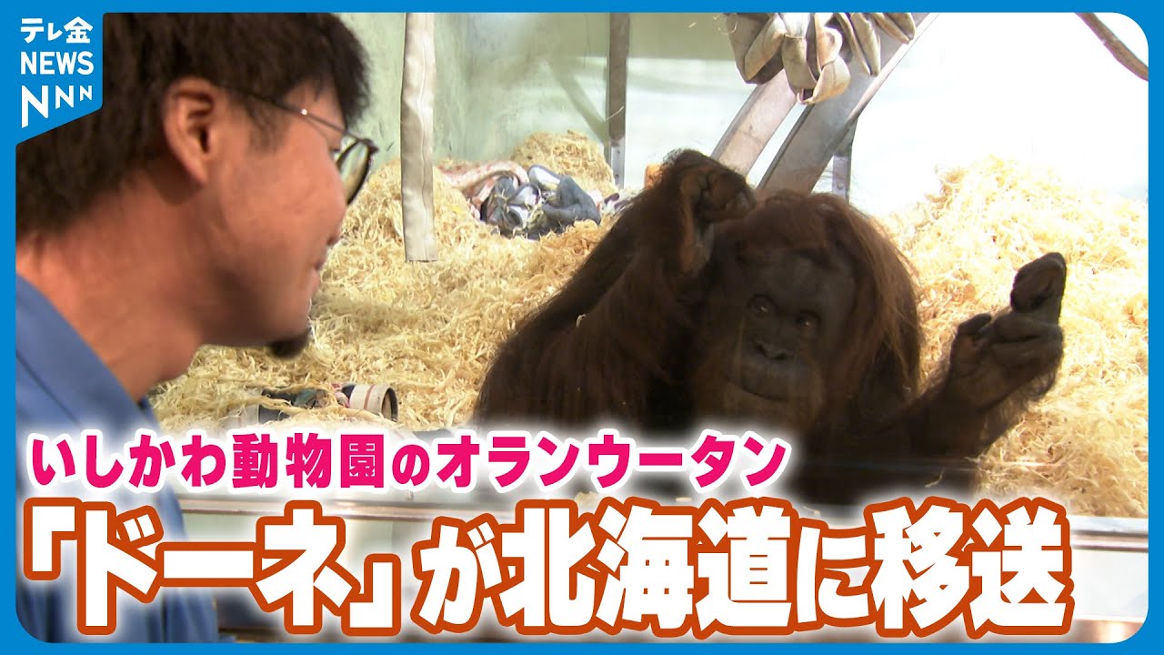 【来園者が別れ惜しむ】いしかわ動物園のオランウータン｢ドーネ｣　北海道の旭山動物園へ