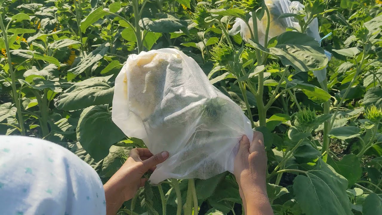 ТОВ АПФ 