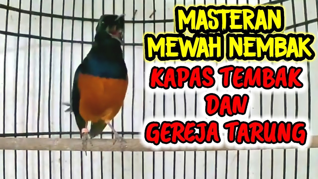 pancingan MURAI BATU malam hari nembak isian GEREJA TARUNG dan KAPAS TEMBAK cocok buat MASTERAN