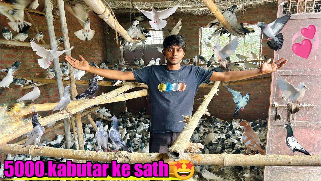 5000 kabutro 🕊️ ke sath 💓 !! Pigeon World !! Azamgarh no1 youtuber its Gully Boy ||