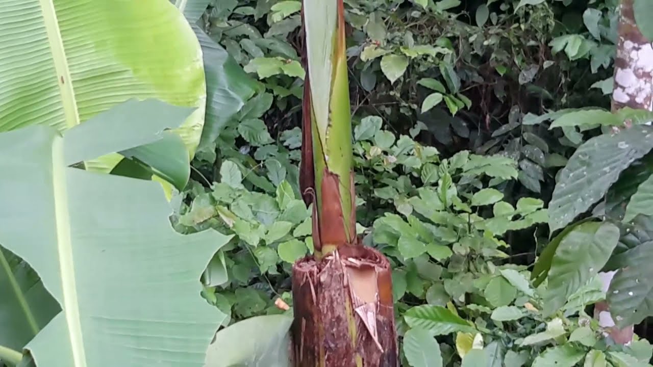Cara Supaya Tanaman Pisang Berbuah Lebih Pendek