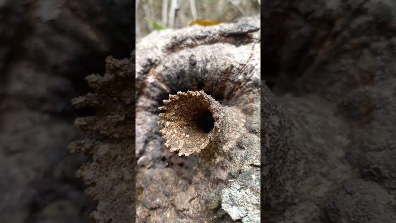 Melipona seminigra,  uruçu-boca-de-renda-preta, uruçu-preta 