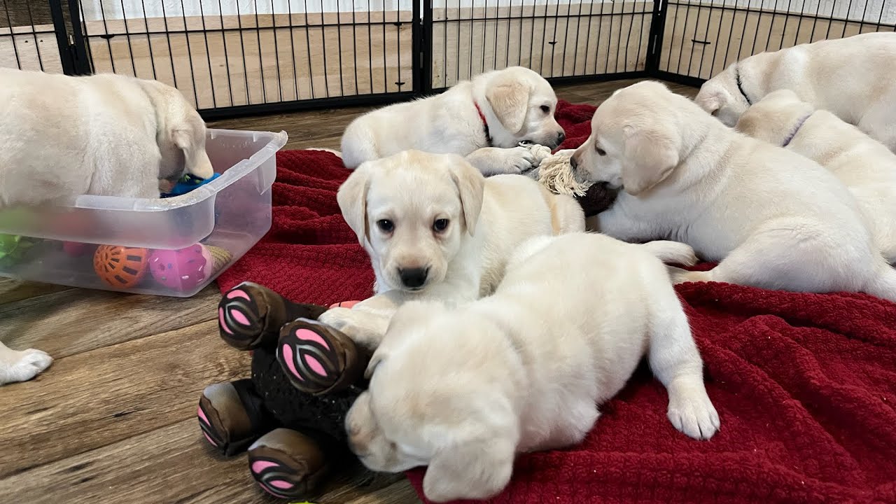Livestream REPLAY: Puppy Cam CUTE and SILLY Yellow Lab Puppies #labrador #puppy #cutepuppies
