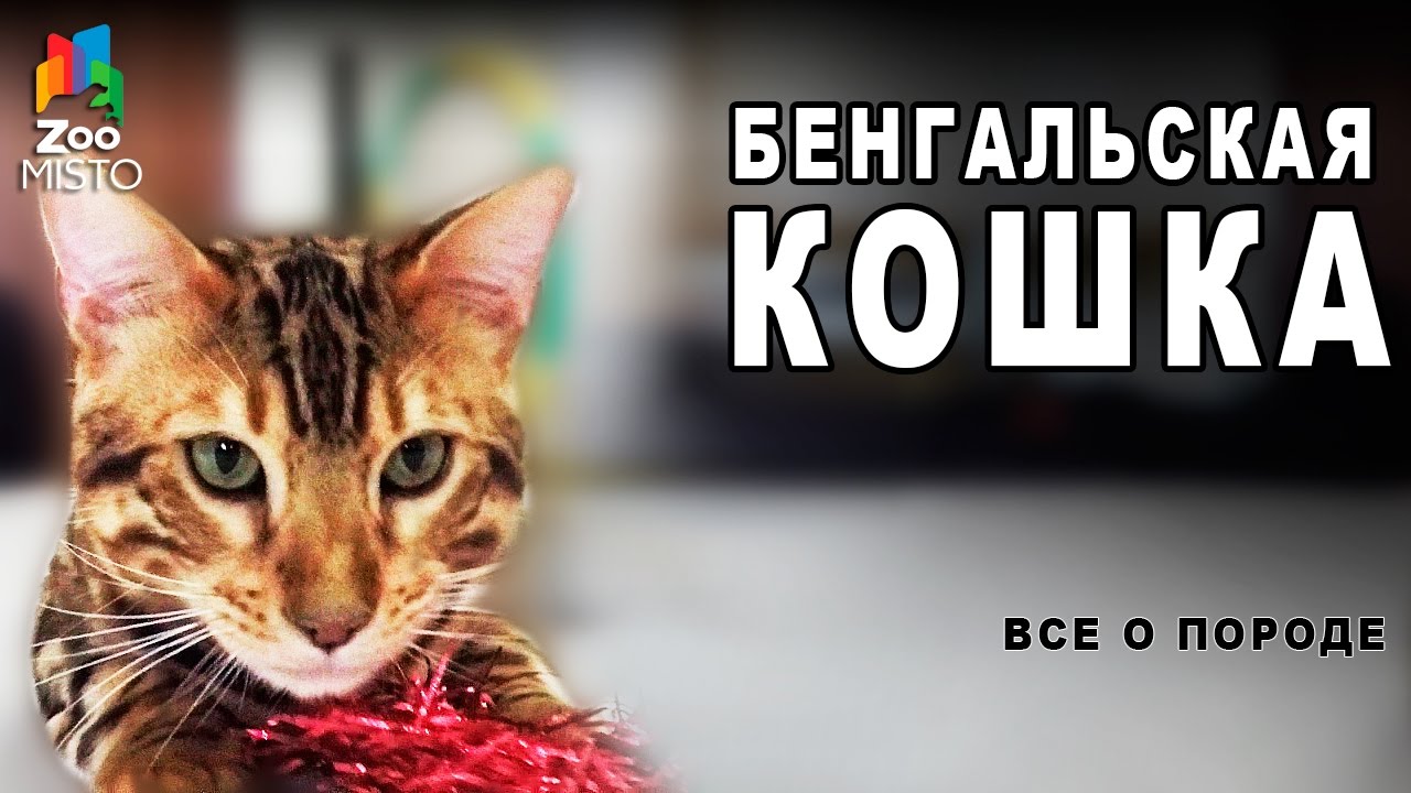 Бенгальская Кошка -  Все о породе