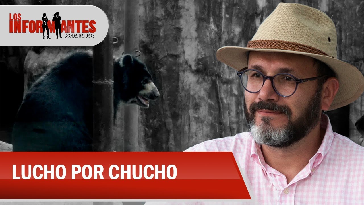 El oso Chucho y la lucha que su abogado ha emprendido por sus derechos - Los Informantes
