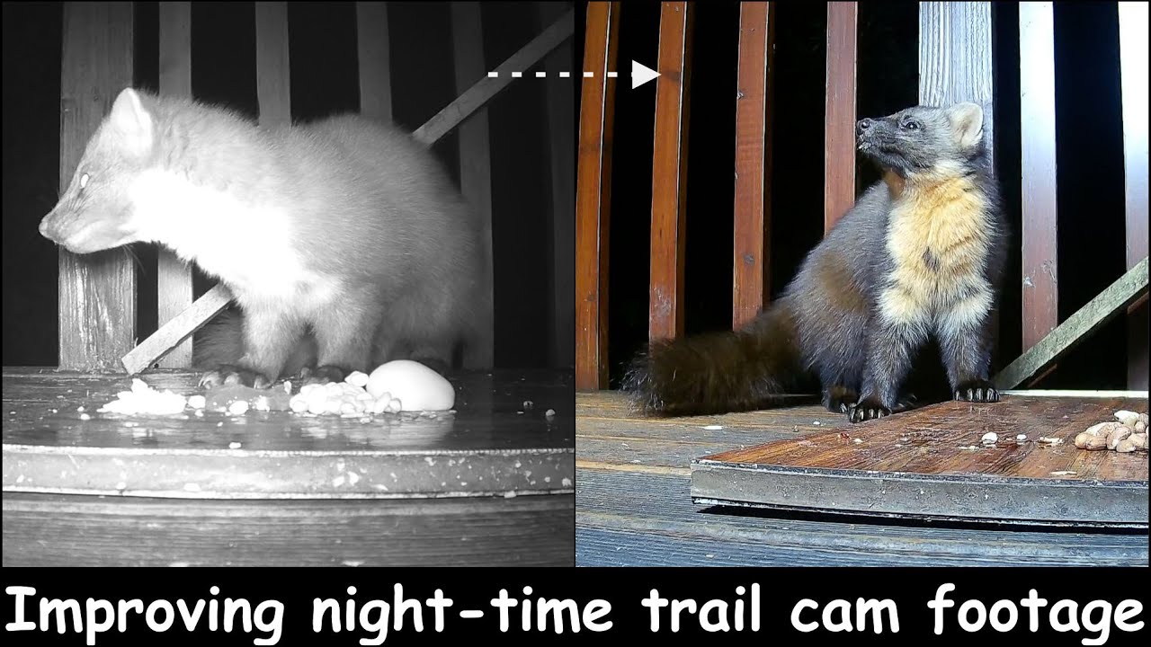 Improving Night-time Trail Cam Footage