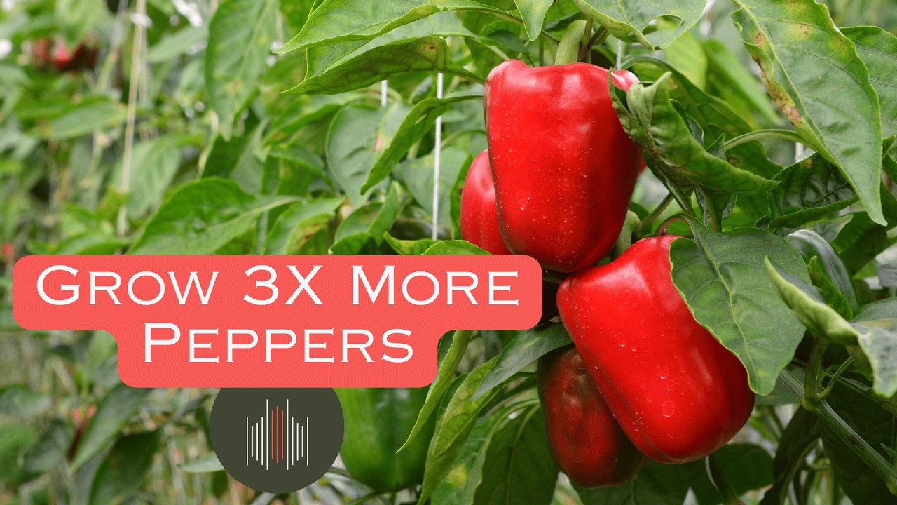 Grow MORE Peppers with These Companion Planting Hacks!