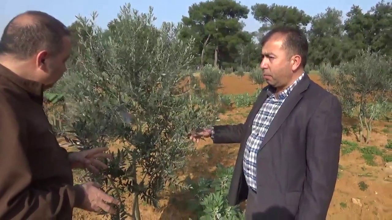 Antalya Aksu - Gemlik Zeytin Fidanı Dikimi - Toprak Solucanı - Zeytin Güvesi