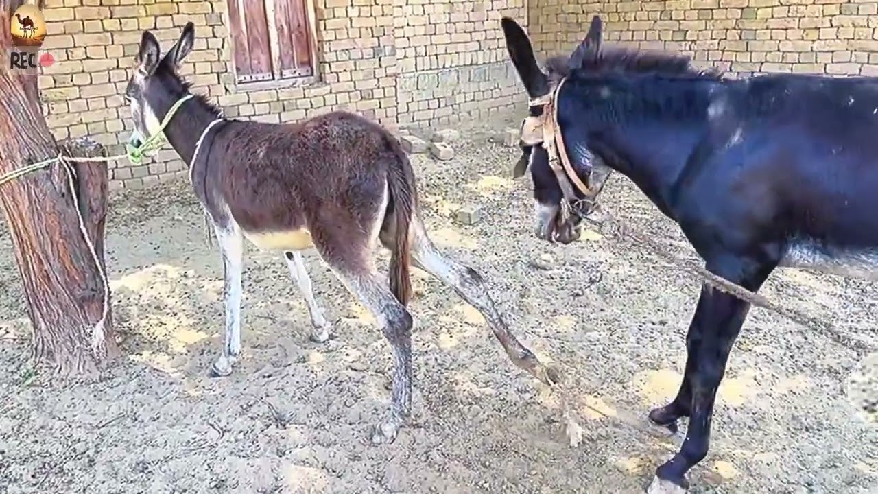 Male Donkey Mating with Female Donkey | Natural Farm Behavior#animals 