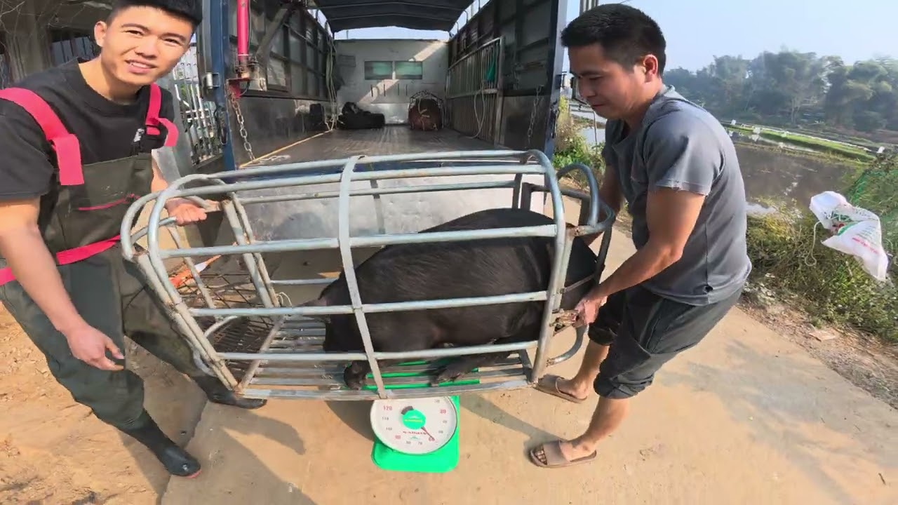 pig black 2