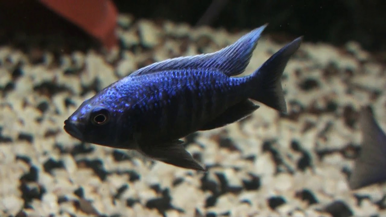Копадихромис Тревавас Лупингу (Copadichromis trewavasae Lupingu)