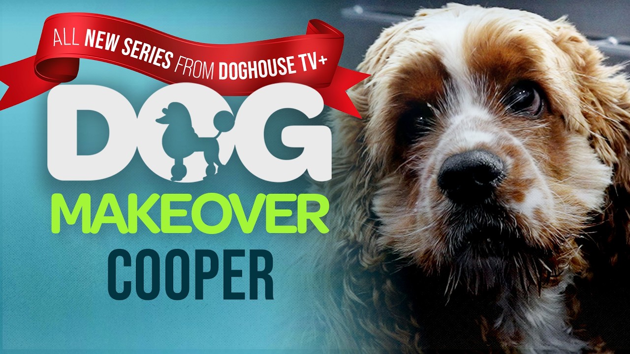 Shelter Dog Gets Ready For His Forever Home | Dog Makeover | Reality Series