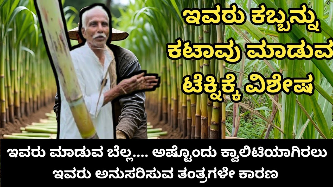 ಒಮ್ಮೆ ನಾಟಿ ಮಾಡಿ 32 ವರ್ಷ ಅದೇ ಕಬ್ಬನ್ನು ಬೆಳೆದಿದ್ದಾರೆ... ಇವರು ಕಬ್ಬನ್ನು ಕಟಾವು ಮಾಡುವ ರೀತಿಯೇ ವಿಶೇಷ 