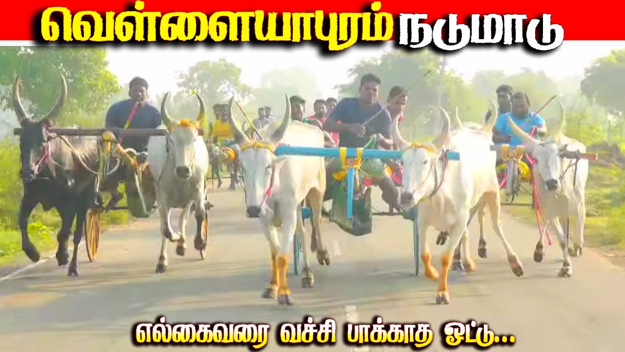 வெள்ளையபுரம் நடுமாடு பந்தயம் 18.01.2026