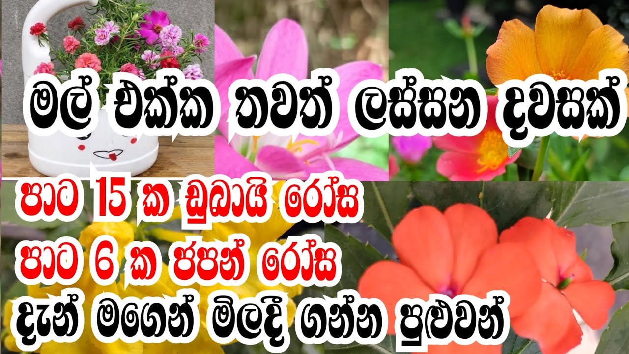 මල් එක්කම ගෙවුණු තවත් ලස්සන දවසක්... Irani's diary 