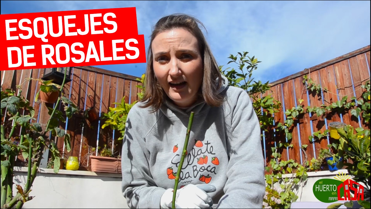 El huerto en casa 74 | Esquejes de rosales