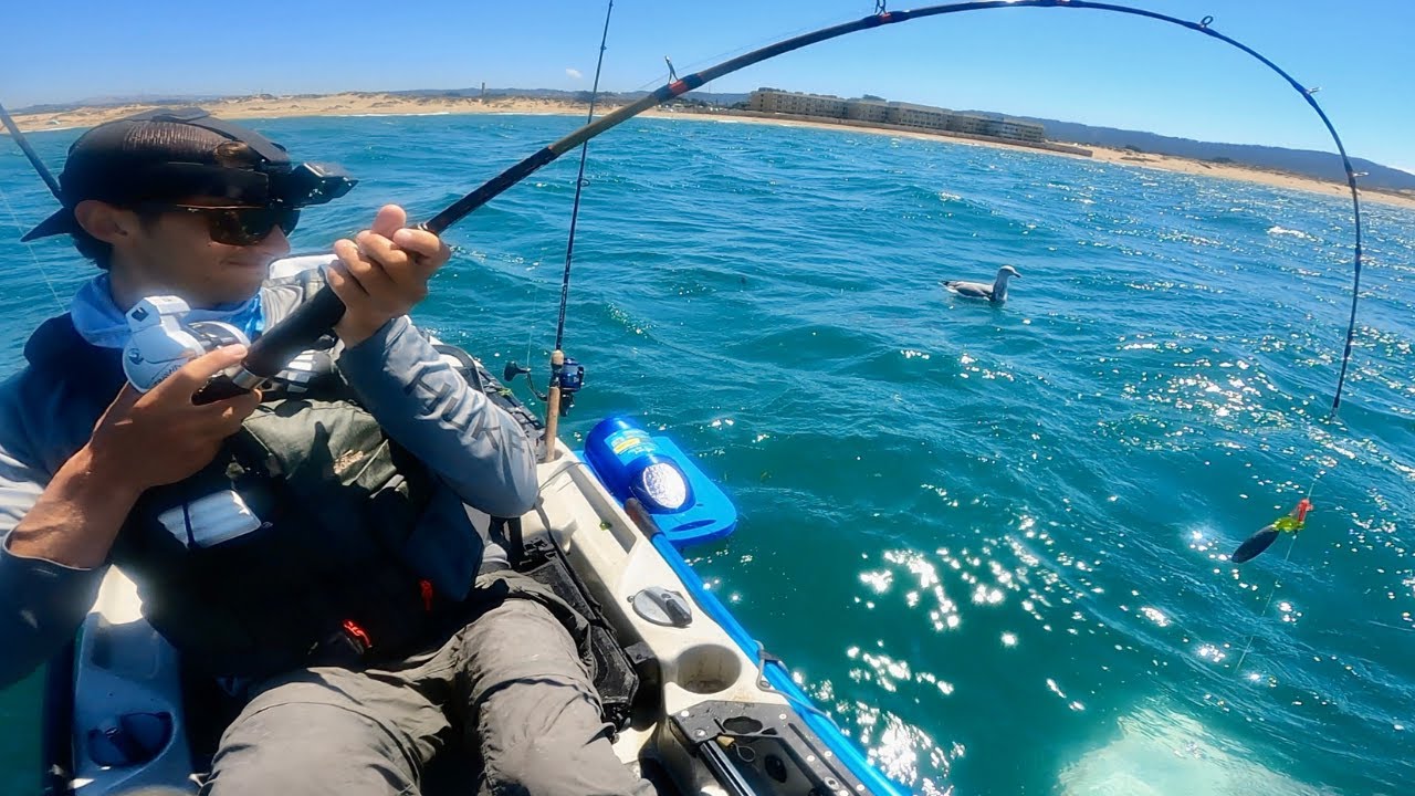 Big Fish, Medium Fish, MONSTER FISH!