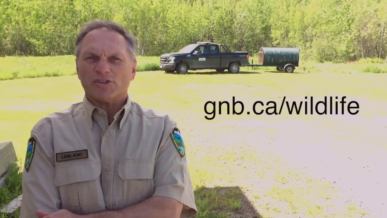 Tips to avoid black bear encounters