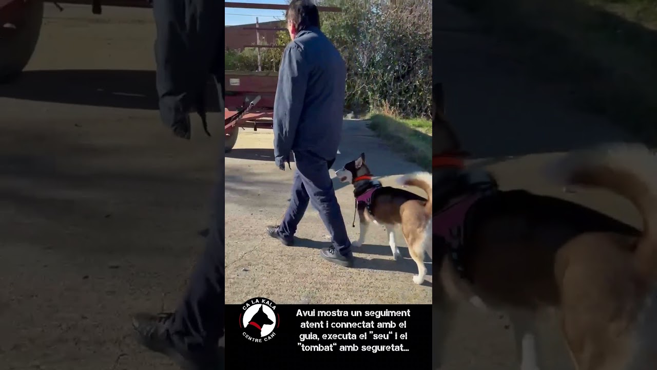 🐶 TREBALL D&rsquo;OBEDI&Egrave;NCIA &ndash; HUSKY