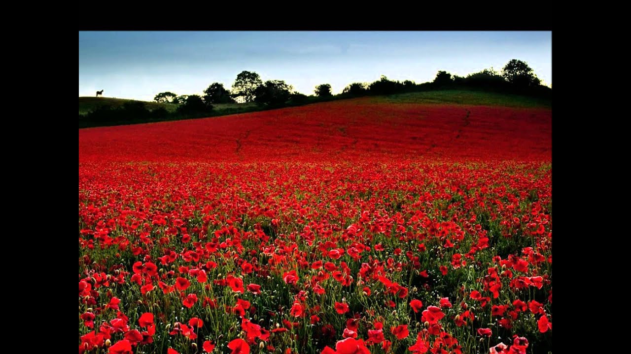 Michael Curran - Field of poppies