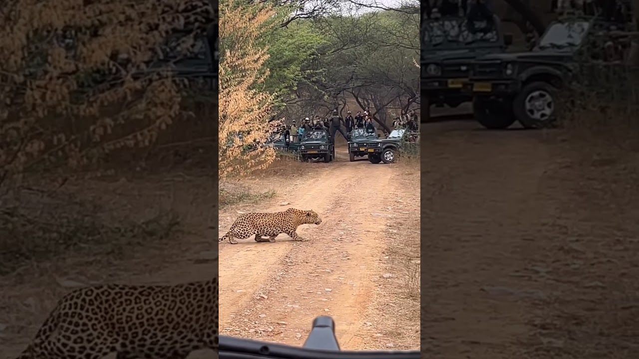 #sariska #sariskatigerreserve #sariskanationalpark #jhalana #leopard #tiger #ranthambore #bigcat