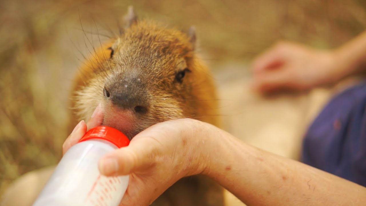 カピバラの赤ちゃんがかわいすぎる♥ 