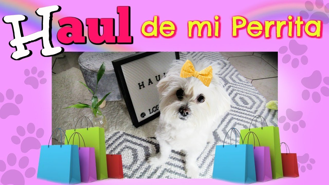 HAUL de mi Perro ABRIL- JUNIO 2019, Coton de Tulear I Lorentix