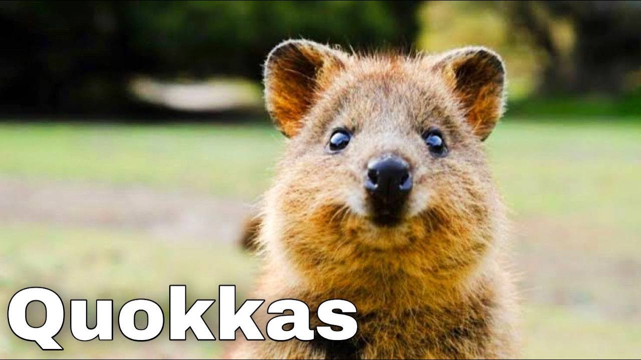 Quokkas: The Happiest Animals on the Internet. Amazing and Interesting Facts