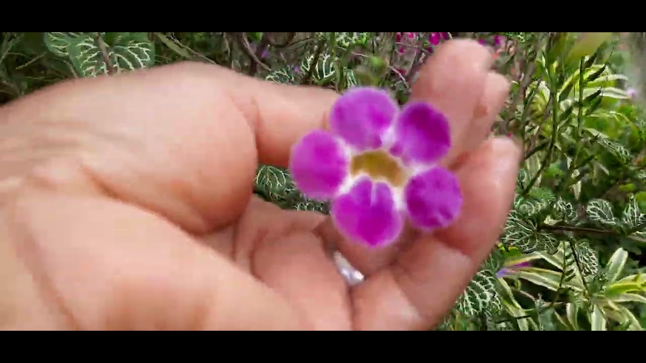 PASSEIO NO QUINTAL VENDO AS PLANTAS 