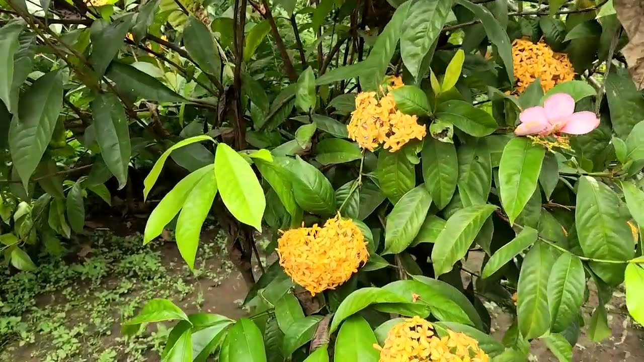 TREDING Di Anggep Sepele 😂Dangdut Koplo Jawa Galau Bikin Ingat Masa Lalu‼️Full Album Intan Mandasari