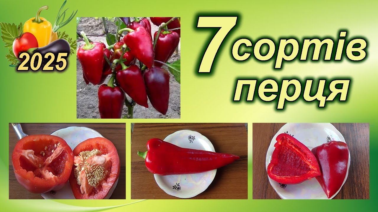 7 СОРТІВ ПЕРЦЯ - урожай відрами в будь яких умовах
