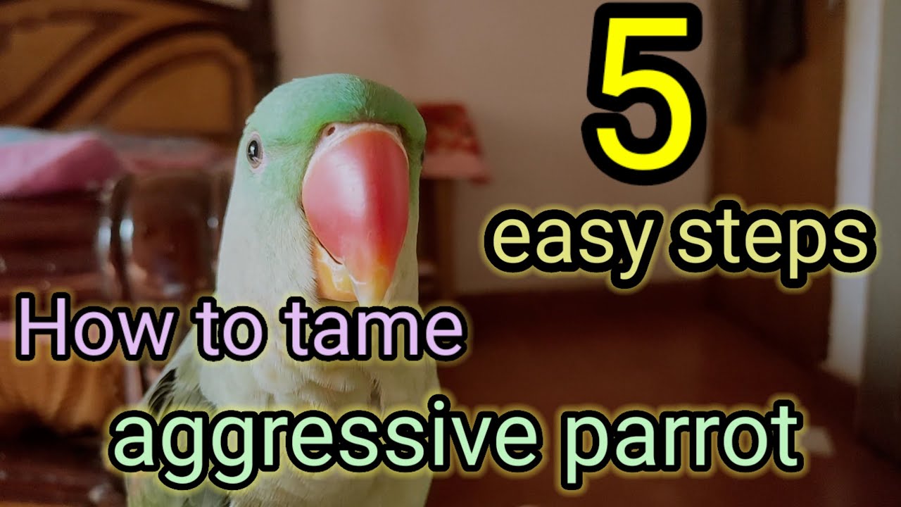 How to tame an aggressive parrot#tamedbirds #talkingparrot #alexandrineparrot