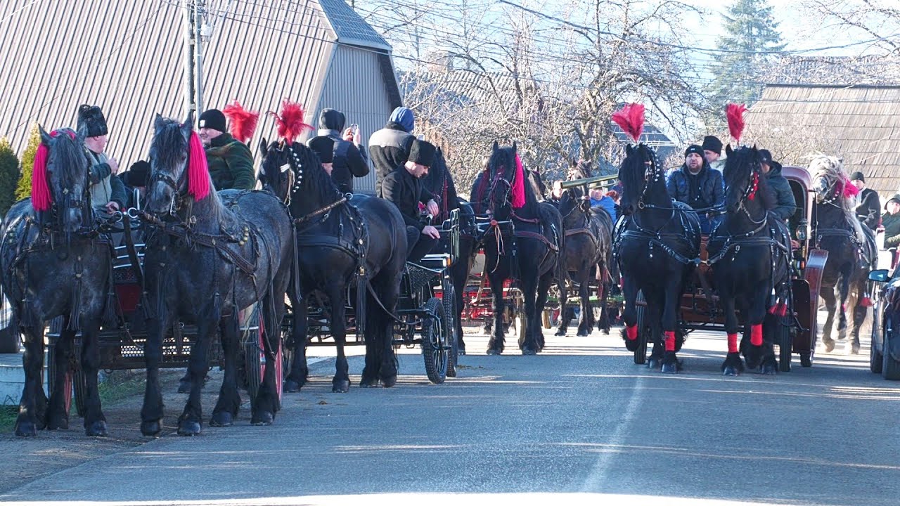 Parada cailor Vicovu de Sus - Bucovina 31 Decembrie 2024 - 2025