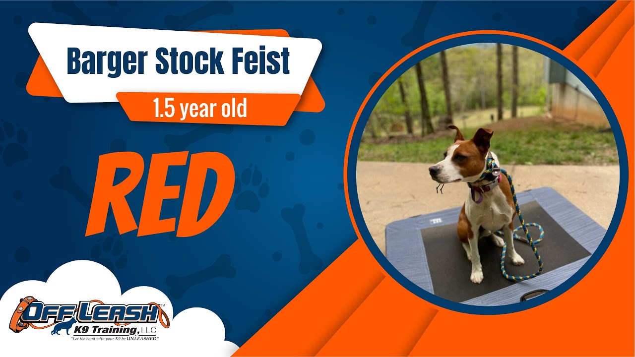 1.5-Year-Old Barger Stock Feist, Red | 2 Week Board & Train | Best Dog Trainers North GA | OLK9
