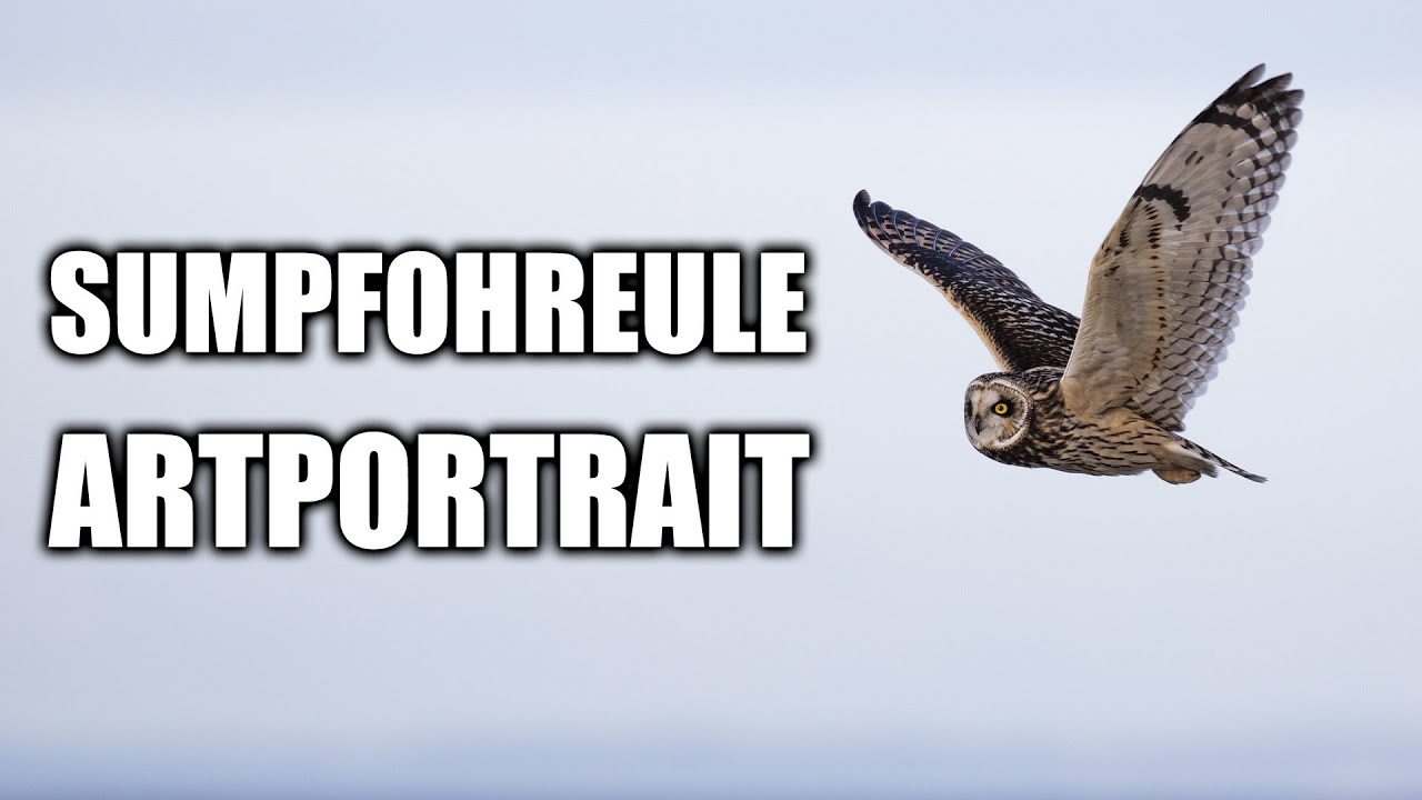 Sumpfohreule Artportrait (Aussehen, Lebensweise, Ruf und mehr)
