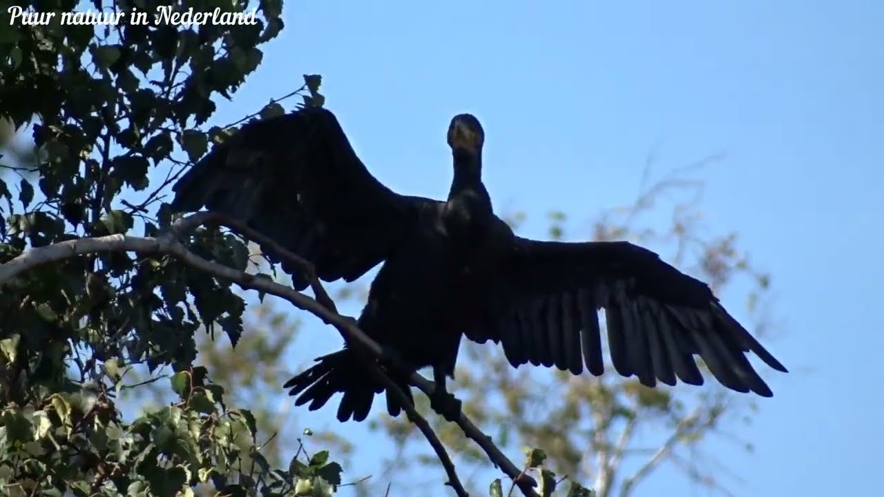 Aalscholvers Great cormorant Black shag Great black cormorant Black cormorant Large cormorant