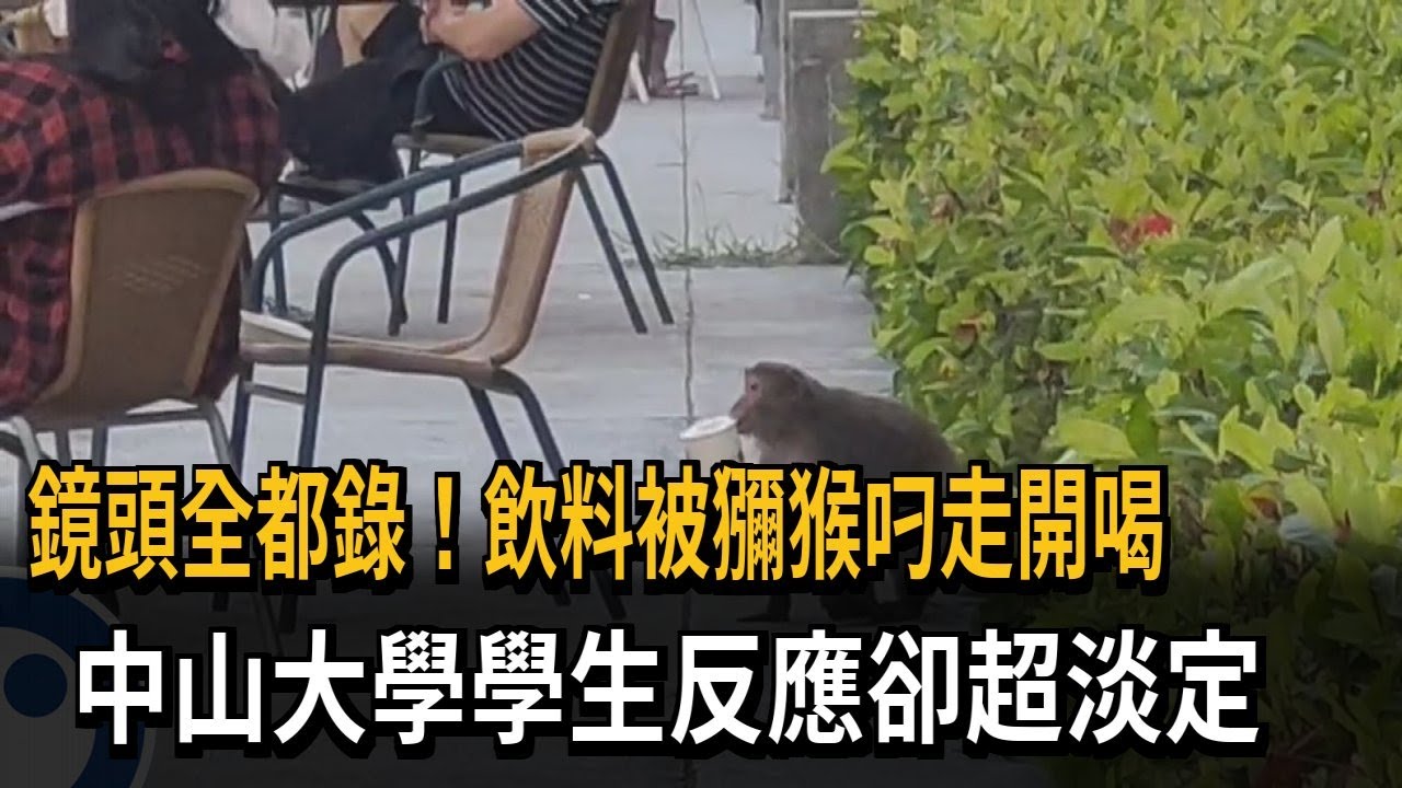 鏡頭全都錄！飲料被獼猴叼走開喝　中山大學學生反應卻超淡定－民視新聞