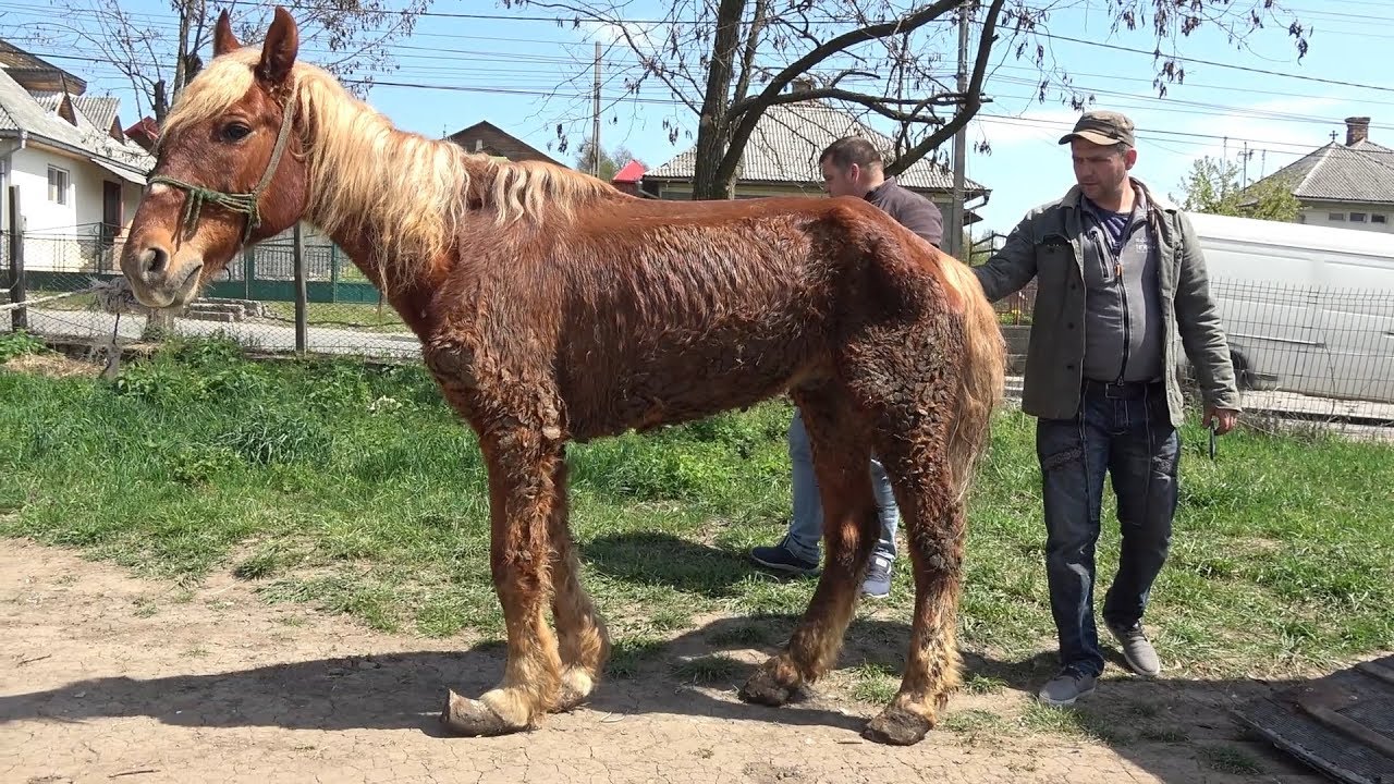 Calutul Piersic salvat de baietii de la Targu Lapus, Maramures - 2019 Nou!!!