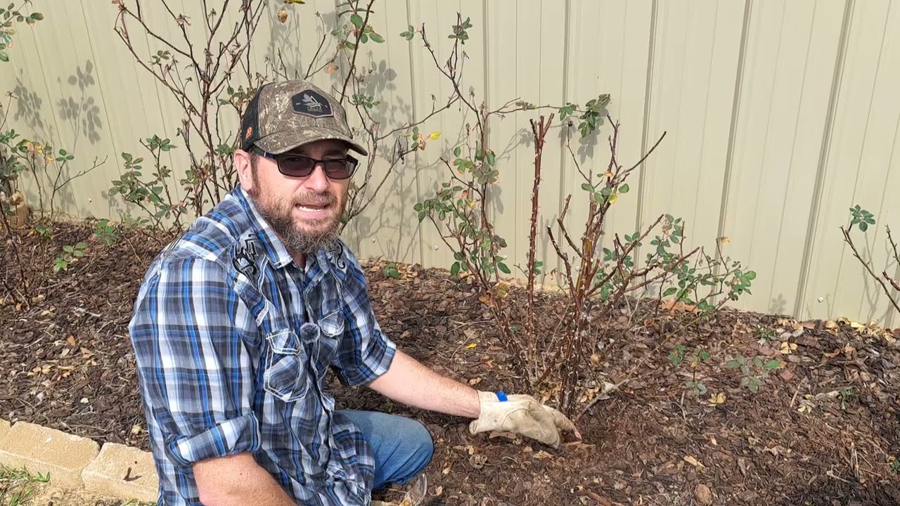 How to prune Knockout Roses in the Spring 