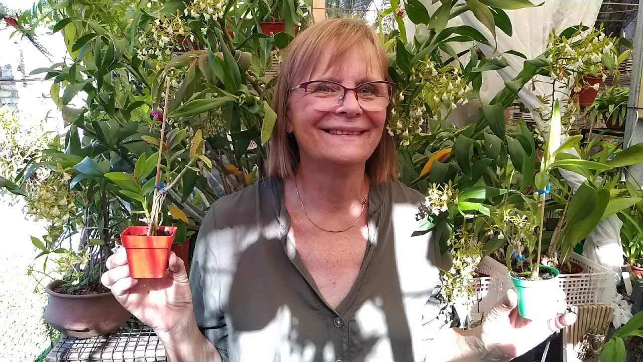 🌺Tips generales de tus Epidendrums I 🌺Orquídeas Pora🌺