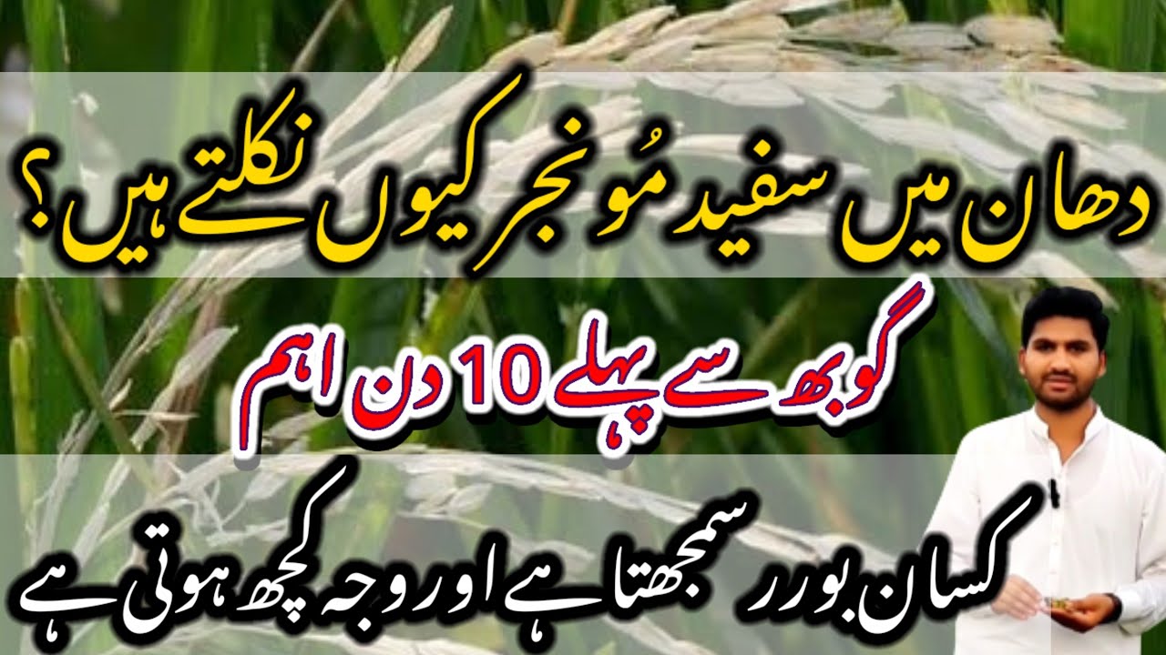 Rice Issue || White Heads in Rice Crop || Boron deficiency || Dhan me safaid sitay  #cropreformer