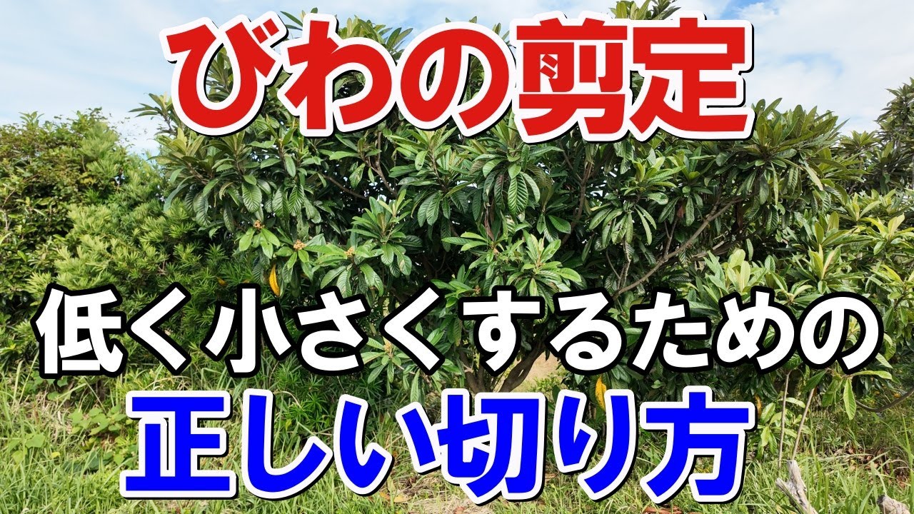 【びわ 剪定  低く】高く伸びたビワを低くする剪定方法と枯れない切り方。