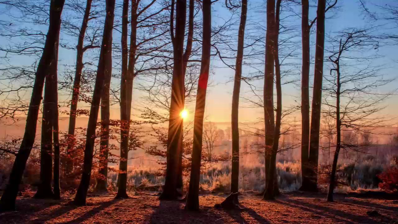 Bioenergy: Relaxing Sounds of Nature and Mindfulness Meditation Music for Natural Therapy