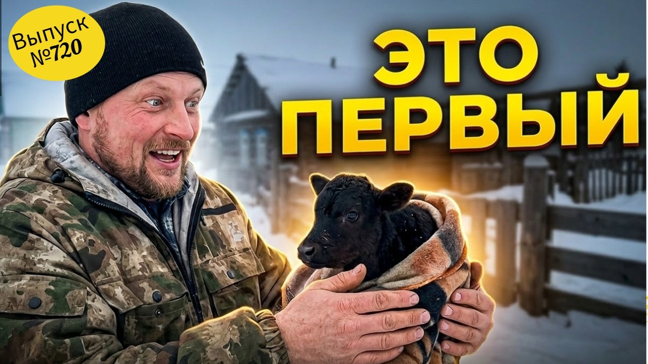 Радостные хлопоты на ферме | Телёнок родился! Смотрите как мы его растим.
