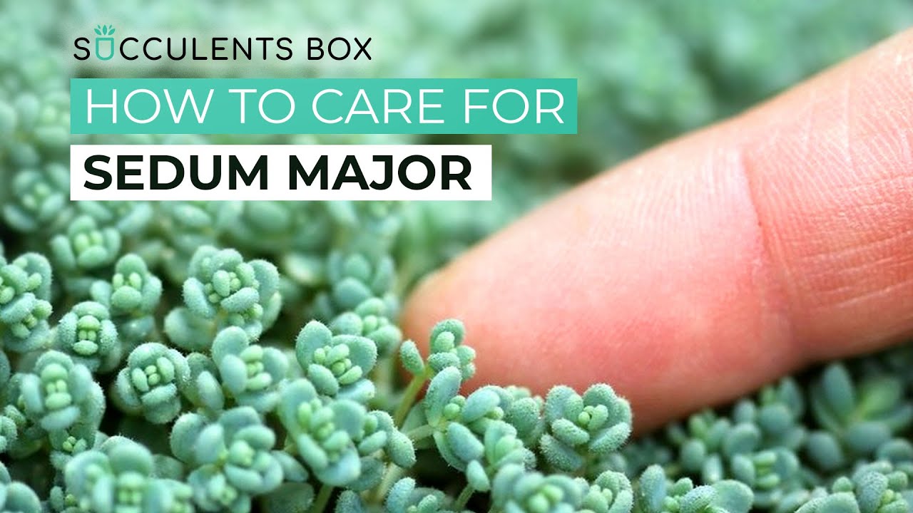 BEST TIPS: HOW TO GROW AND CARE FOR SEDUM MAJOR | SUCCULENT CARE GUIDE