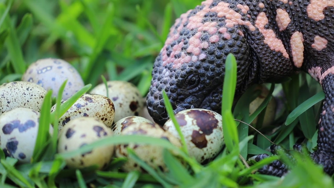 VENOMOUS LIZARD EATS QUAIL EGGS!