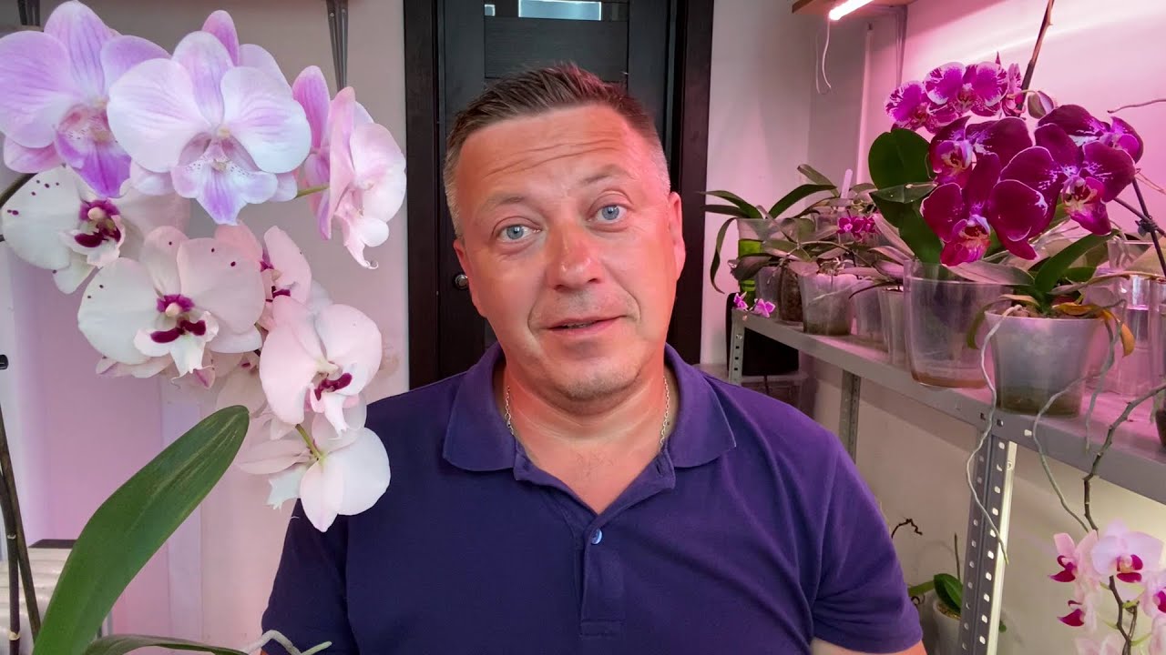 ОРХИДЕИ ПОЛИВАТЬ ЛУЧШЕ КАКИМ СПОСОБОМ оптимальный полив орхидеи