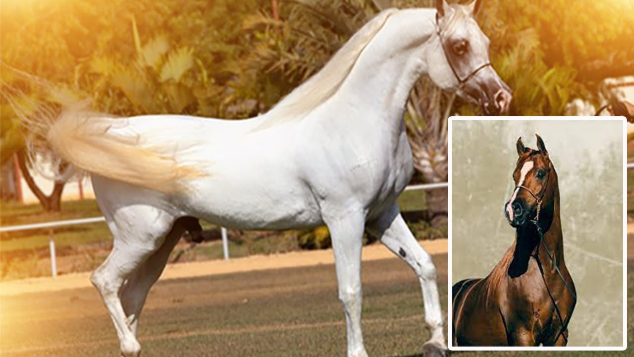 ANGLO-ÁRABE - CRUZAMENTO DO CAVALO ÁRABE COM INGLÊS PUROS?