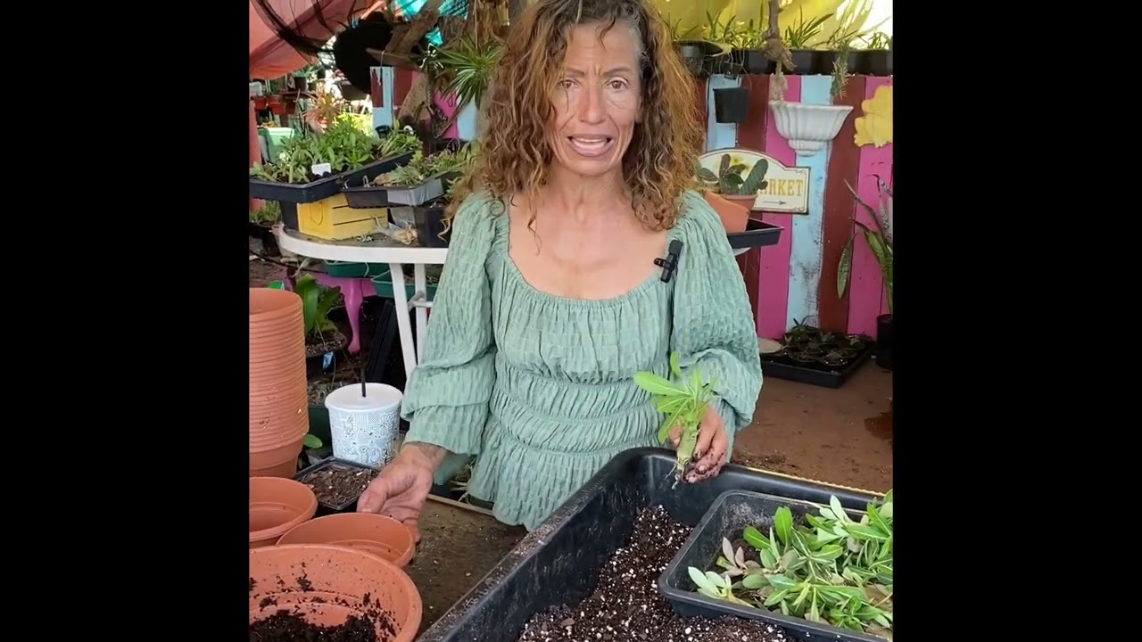 How to Repot Desert Rose Seedlings